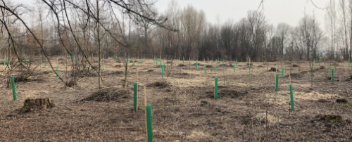 Vsadba 1200 strom v obecnm lese (rok 2020)