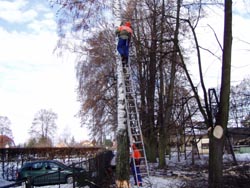 vykcen starch strom v arelu (rok 2010)