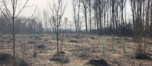 Výsadba 1200 stromů v obecním lese (rok 2020)