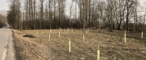 Výsadba 1200 stromů v obecním lese (rok 2020)