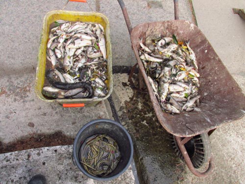 uhynulé ryby ze Zlatého Crku a rybníků v Pohoří (rok 2015)