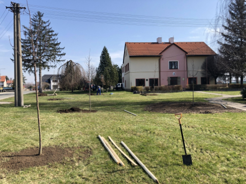 Výsadba nových stromů v centru obce (rok 2020)