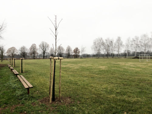 Výsadba nových stromů na hřišti (rok 2020)